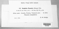 Graphiola phoenicis image